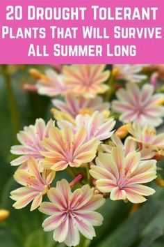 pink and yellow flowers with text overlay that reads, 20 drooly tolerant plants that will survive all summer long