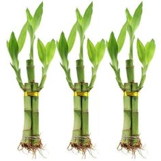 three tall bamboo plants with green leaves and roots