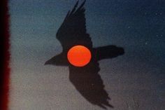 a bird flying in the sky with an orange light on it's back end