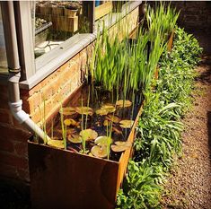 the pond is filled with water lilies and green plants in front of a window