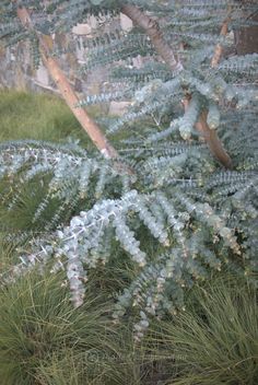 some very pretty green plants in the grass