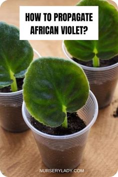 three potted plants with the words how to propagate african violet?