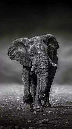 an elephant with tusks is walking in the dirt and black and white photo