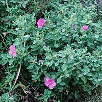 some pink flowers are growing in the grass