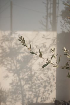 an olive branch casts a shadow on a white wall with trees in the back ground