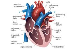 the human heart labeled in all its major parts, including valves and ventricals