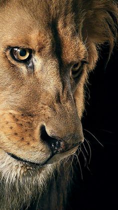 a close up of a lion's face on a black background