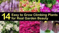 14 Easy to Grow Climbing Plants for Real Garden Beauty Easy Garden Flowers, Outdoor Flowering Plants, Flowers To Grow