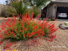 red flowers in front of a house with a white car parked behind it and gravel driveway