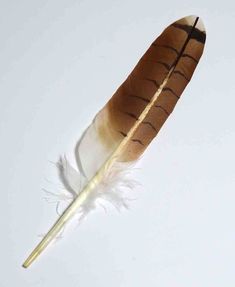 a brown and white feather floating in the air with its long tip sticking out from it's side