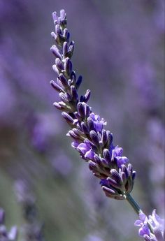 a close up of a purple flower with blurry background