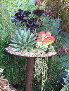 an assortment of succulents and other plants are displayed in a garden setting