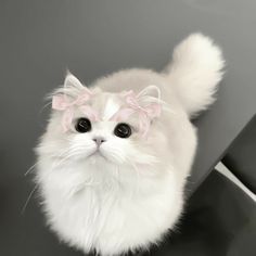 a white cat with pink bows on it's head looking up at the camera