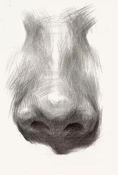 a black and white drawing of a cow's nose