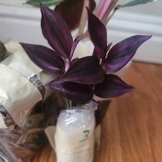 a purple plant sitting on top of a wooden table next to a package of tissues