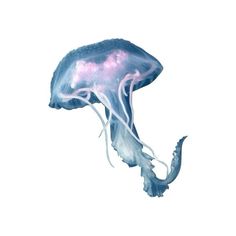 a blue and white jellyfish floating in the water