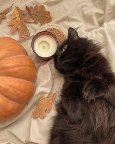 a black cat laying on top of a white blanket next to a candle and pumpkin