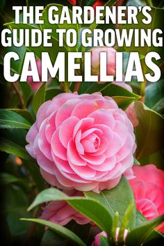 the gardener's guide to growing camellias with text that reads, the gardener's guide to growing camellias