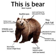 the parts of a bear's body, including its names and their corresponding features