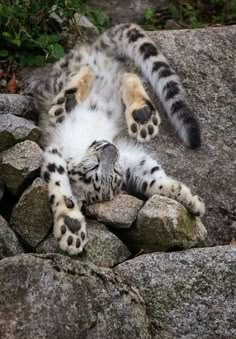 a cat laying on its back on some rocks