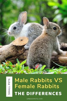 two rabbits sitting next to each other on top of a tree stump with the words male rabbits vs female rabbits