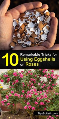 flowers and plants with text overlay reading 10 remarkable tricks for using eggshells on roses