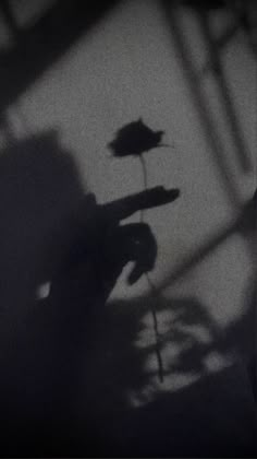 the shadow of a person's hand holding a flower in front of a clock