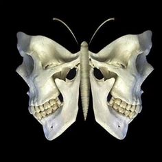 a butterfly skull is shown in this image