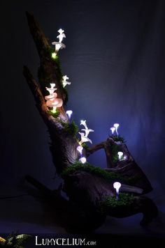 an illuminated tree trunk with mushrooms on it