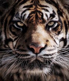 a close up shot of a tiger's face