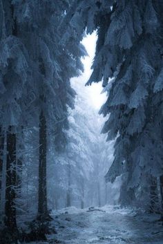 snow covered trees line a path in the woods