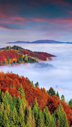 an autumn scene with trees and fog in the air, on top of a hill