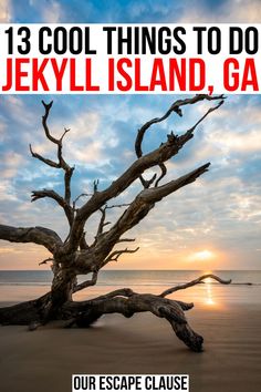 a dead tree on the beach with text that reads 13 cool things to do in jekyll island, ga