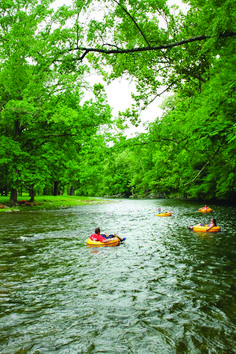 two people in rafts paddling down a river surrounded by green trees and greenery