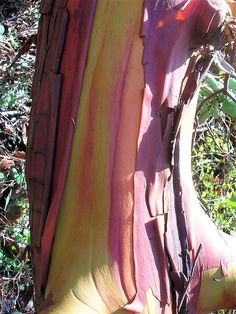 a close up view of the trunk of a tree with purple, yellow and green leaves