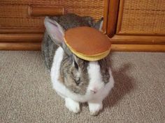 a rabbit with a pancake on its head