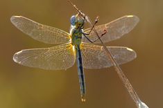 two blue and yellow dragonflys sitting on top of each other's wings