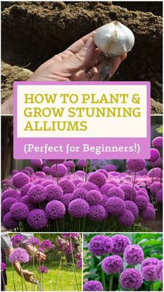 how to plant and grow alliuma flowers in the garden with text overlay