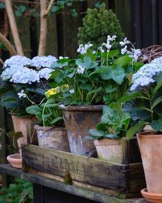 several potted plants sitting on top of a wooden shelf