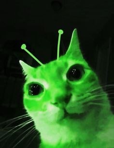 a green cat with pins in it's head