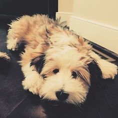 a dog laying on the floor in front of a mirror