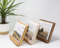 three wooden frames sitting next to a potted plant on a white counter top with pictures in them