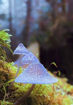 two blue mushrooms sitting on top of moss covered ground next to trees in the forest