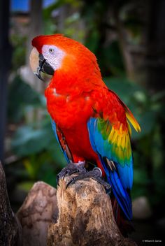 a colorful parrot sitting on top of a tree branch