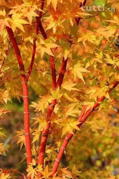 an orange tree with yellow leaves in the fall