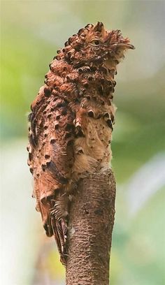 an owl is perched on top of a tree branch with its head turned to the side