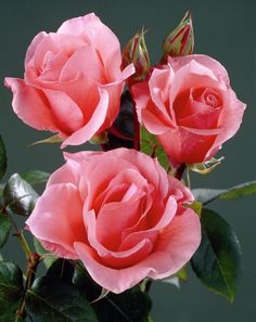 three pink roses with green leaves on them