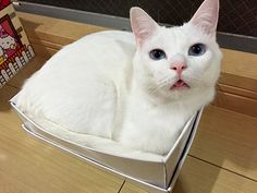 a white cat with blue eyes sitting in a box