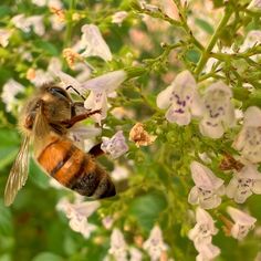 a close up of a bee on a flower