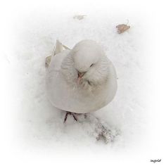 a white bird sitting in the snow with its eyes closed